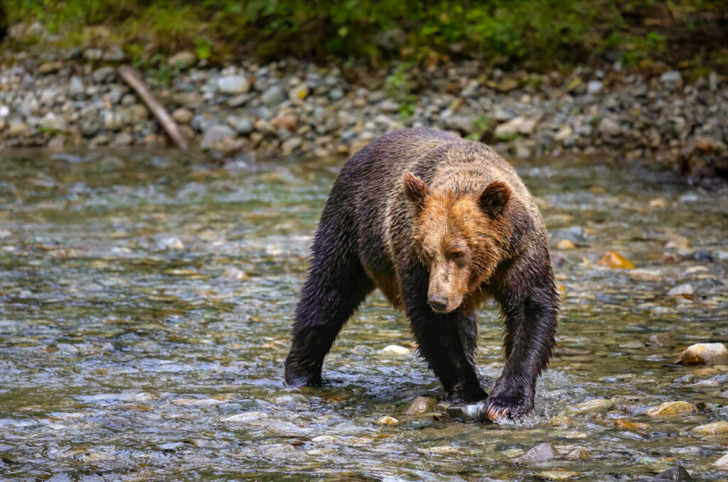 <p>Grizzly – 2013<br />
<span style="font-size: 20px;"><strong>Canada, North America</strong></span></p>
