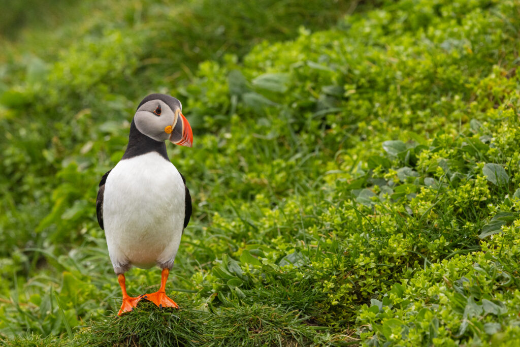 <p>Atlantic puffin – 2025<br />
<span style="font-size: 24px;"><strong>Faroe Islands, Europe</strong></span></p>
