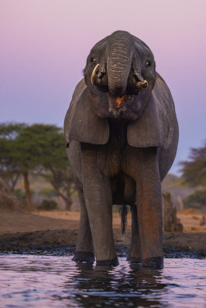 <p>Savanna Elephant – 2024<br />
<span style="font-size: 20px;"><strong>Botswana, Africa</strong></span></p>
