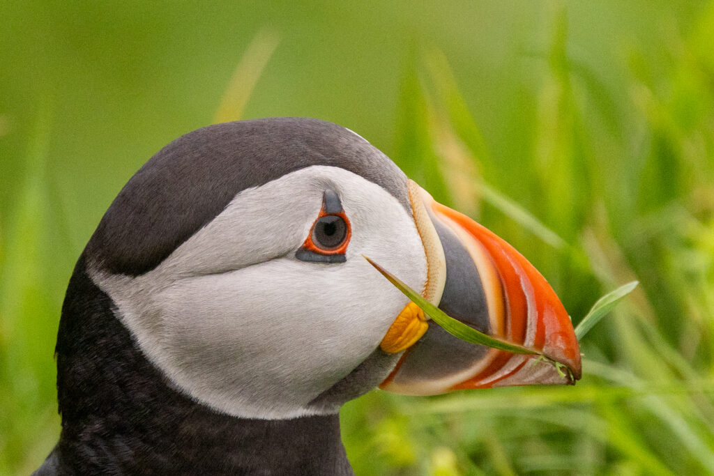 <p>Atlantic puffin – 2025<br />
<span style="font-size: 20px;"><strong>Faroe Islands, Europe</strong></span></p>
