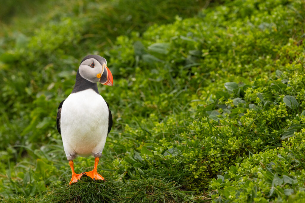 <p>Atlantic puffin – 2025<br />
<span style="font-size: 20px;"><strong>Faroe Islands, Europe</strong></span></p>
