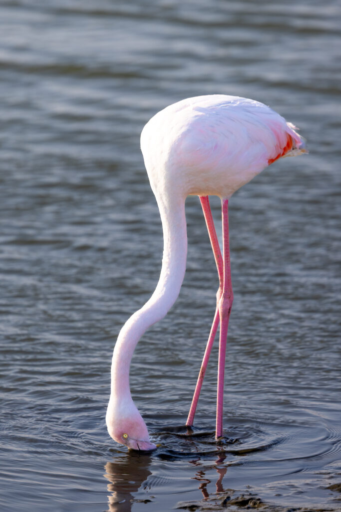 <p>Flamingo, Walvis Bay – 2024<br />
<span style="font-size: 20px;"><strong>Namibia, Africa</strong></span></p>
