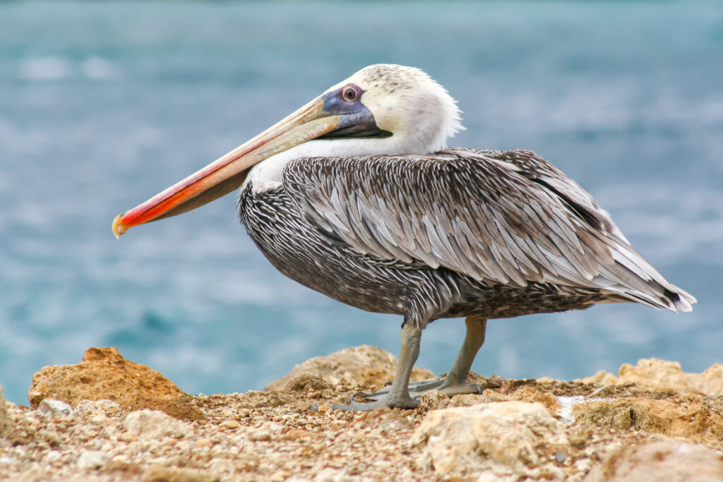 <p>Brown Pelican – 2009<br />
<span style="font-size: 20px;"><strong>Curaçao, South America</strong></span></p>
