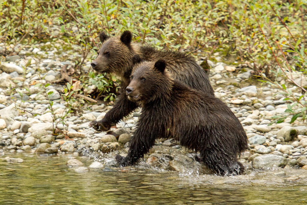 <p>Grizzly cubs – 2013<br />
<span style="font-size: 20px;"><strong>Canada, North America</strong></span></p>
