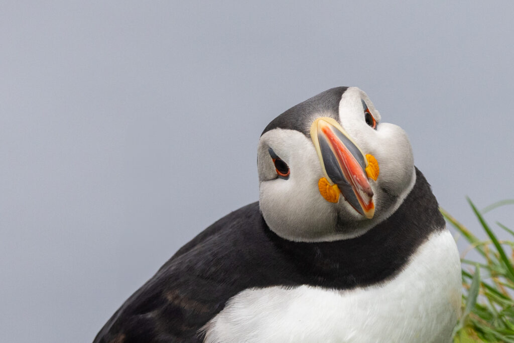 <p>Atlantic puffin – 2025<br />
<span style="font-size: 20px;"><strong>Faroe Islands, Europe</strong></span></p>
