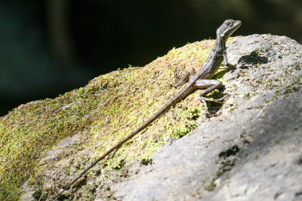 <p>Jesus Christ Lizard – 2011<br />
<span style="font-size: 20px;"><strong>Costa Rica, Central America</strong></span></p>
