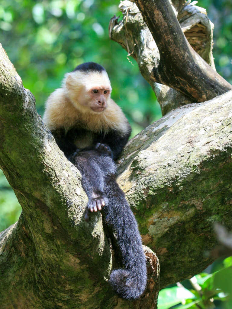 <p>White-headed capuchin – 2011<br />
<span style="font-size: 20px;"><strong>Costa Rica, Central America</strong></span></p>
