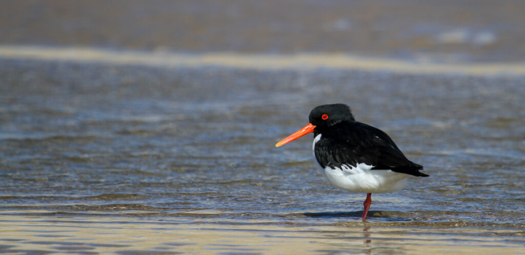 <p>Oystercatcher – 2013<br />
<span style="font-size: 20px;"><strong>Netherlands, Europe</strong></span></p>
