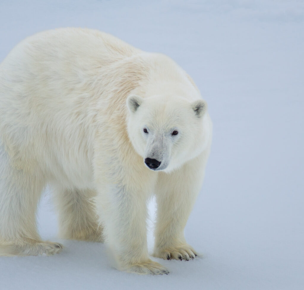 <p>Polar bear – 2018<br />
<span style="font-size: 20px;"><strong>Svalbard Archipelago, Europe</strong></span></p>

