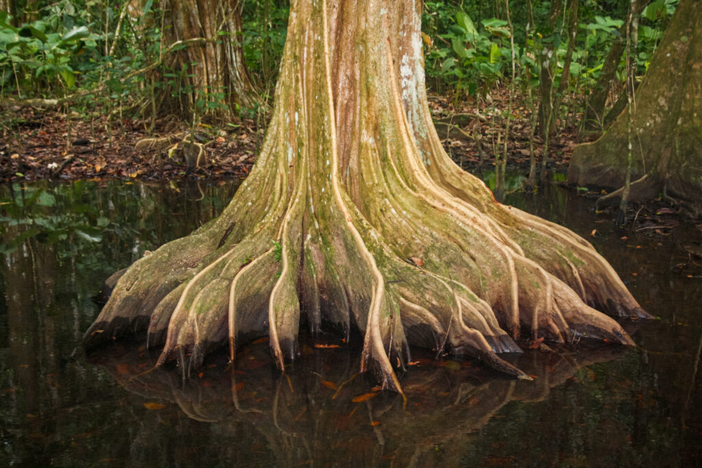 <p>Mangrove – 2011<br />
<span style="font-size: 20px;"><strong>Costa Rica, Central America</strong></span></p>
