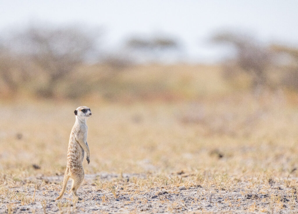 <p>Meerkat – 2024<br />
<span style="font-size: 20px;"><strong>Botswana, Africa</strong></span></p>
