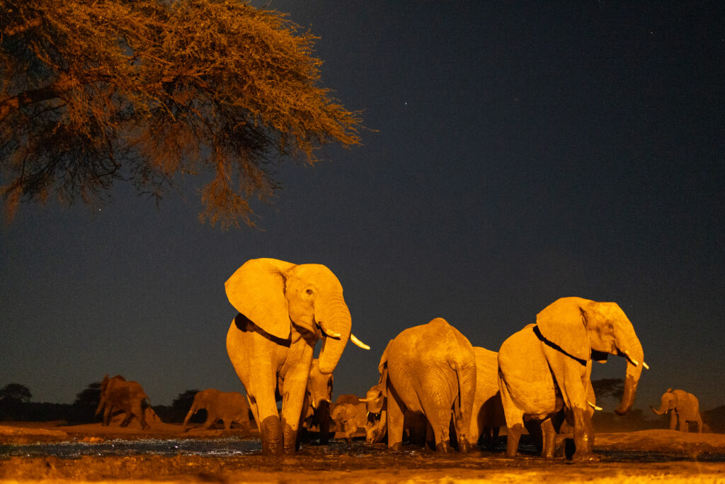 <p>Savanna Elephants by night – 2024<br />
<span style="font-size: 20px;"><strong>Botswana, Africa</strong></span></p>
