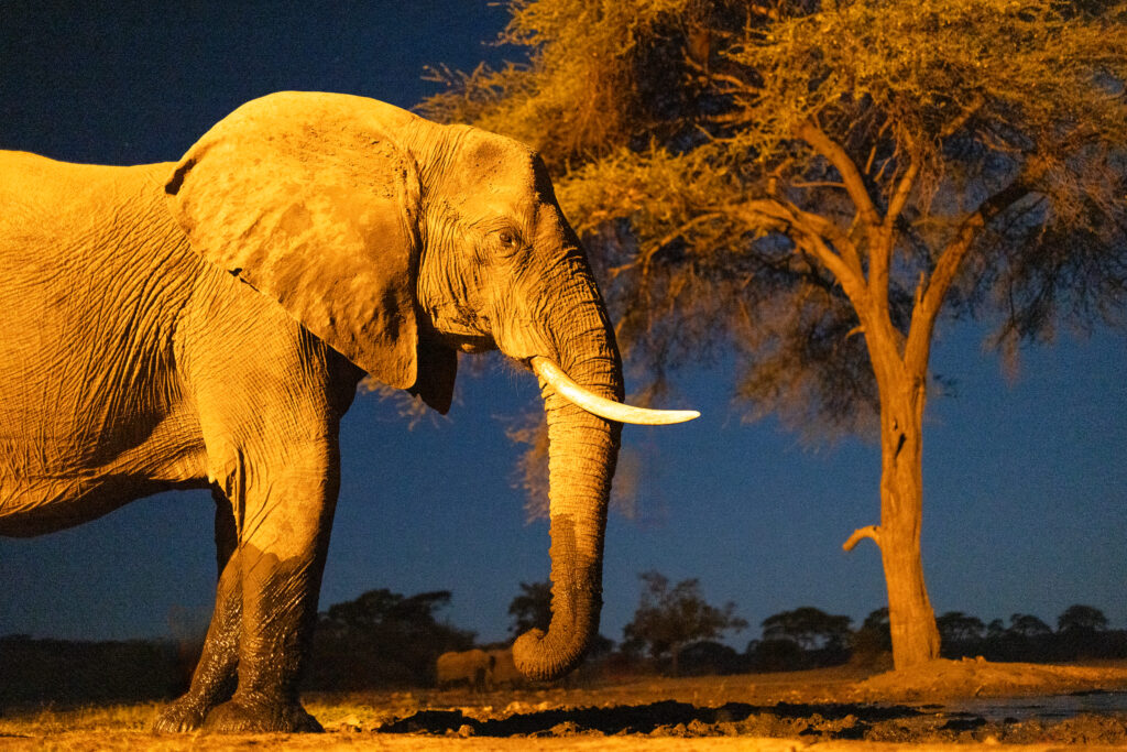<p>Savanna Elephant by night – 2024<br />
<span style="font-size: 20px;"><strong>Botswana, Africa</strong></span></p>
