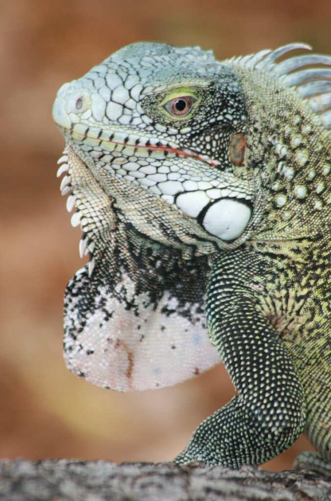<p>Common Iguana – 2009<br />
<span style="font-size: 20px;"><strong>Curaçao, South America</strong></span></p>
