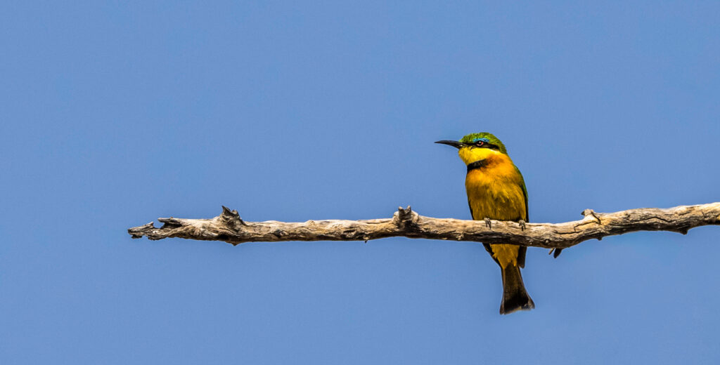 <p>Bee-eater, Caprivi strip – 2024<br />
<span style="font-size: 20px;"><strong>Namibia, Africa</strong></span></p>
