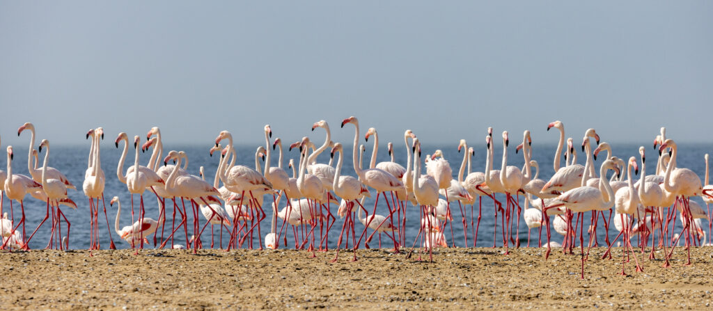 <p>Flamingo colony, Walvis Bay – 2024<br />
<span style="font-size: 20px;"><strong>Namibia, Africa</strong></span></p>
