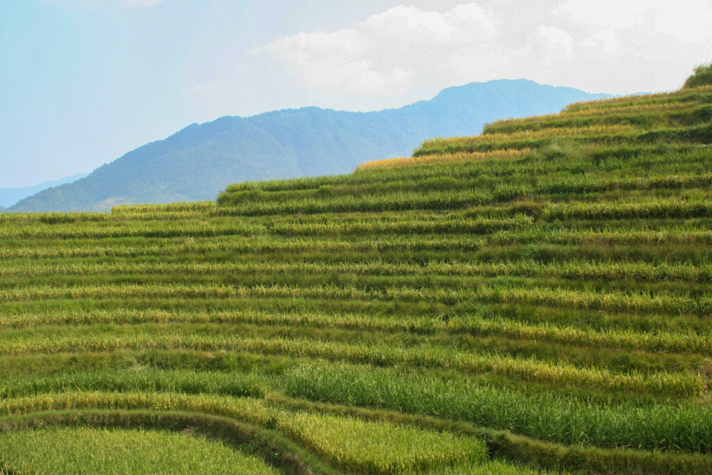 <p>Longji Rice Terraces, Longsheng – 2006<br />
<span style="font-size: 20px;"><strong>China, Asia</strong></span></p>
