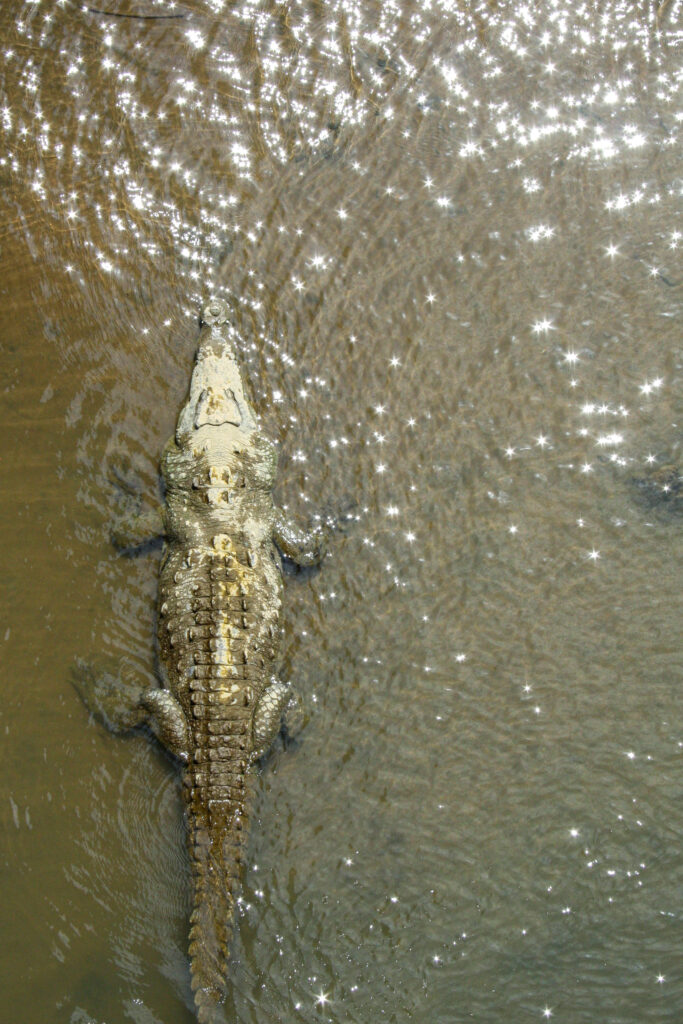 <p>Crocodile – 2011<br />
<span style="font-size: 20px;"><strong>Costa Rica, Central America</strong></span></p>
