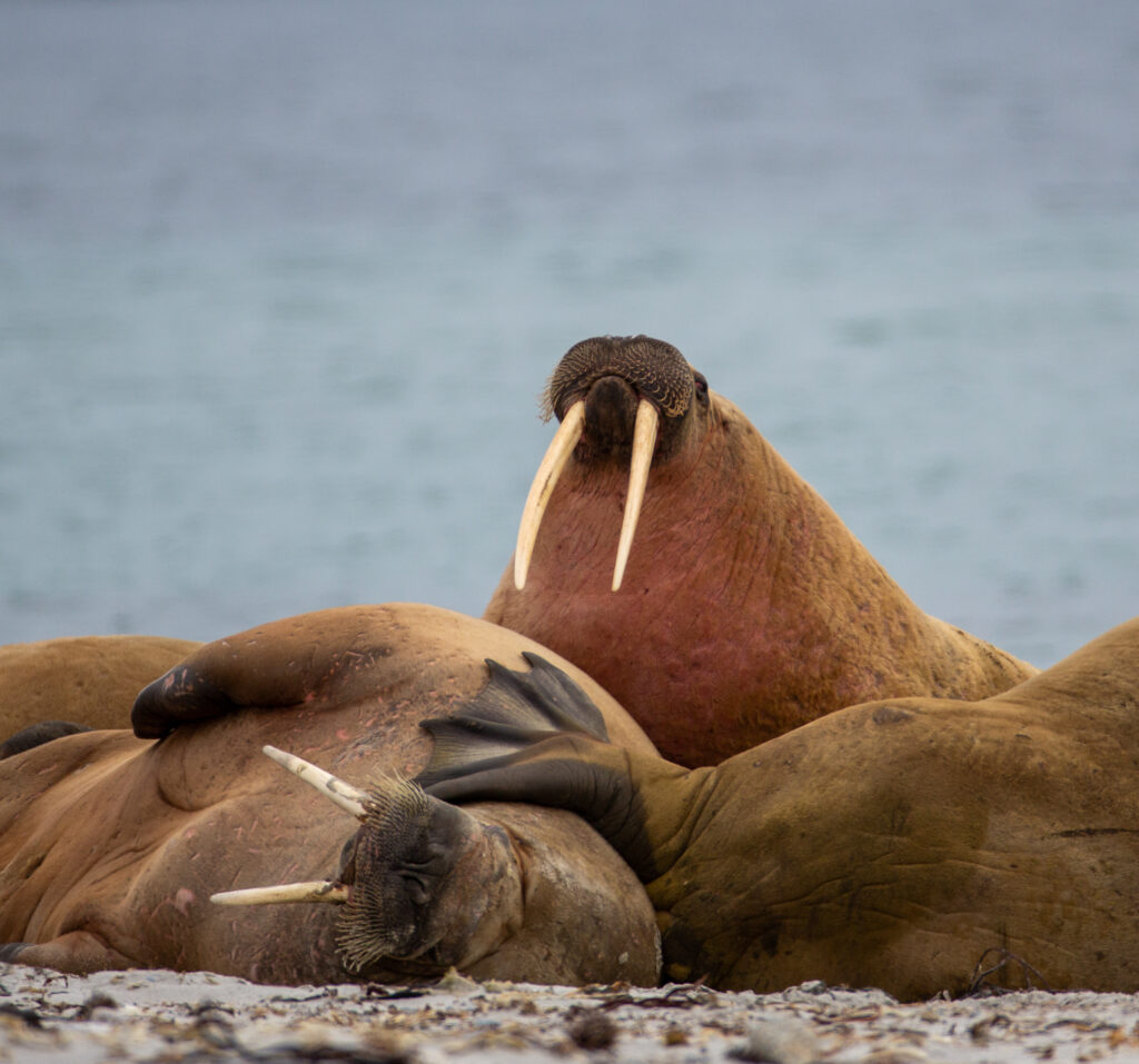 <p>Atlantic walruses – 2018<br />
<span style="font-size: 20px;"><strong>Svalbard Archipelago, Europe</strong></span></p>
