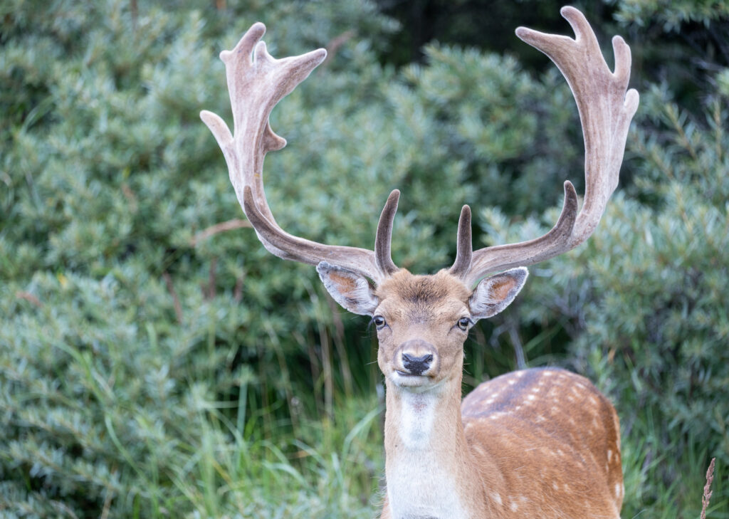 <p>Deer – 2021<br />
<span style="font-size: 20px;"><strong>The Netherlands, Europe</strong></span></p>
