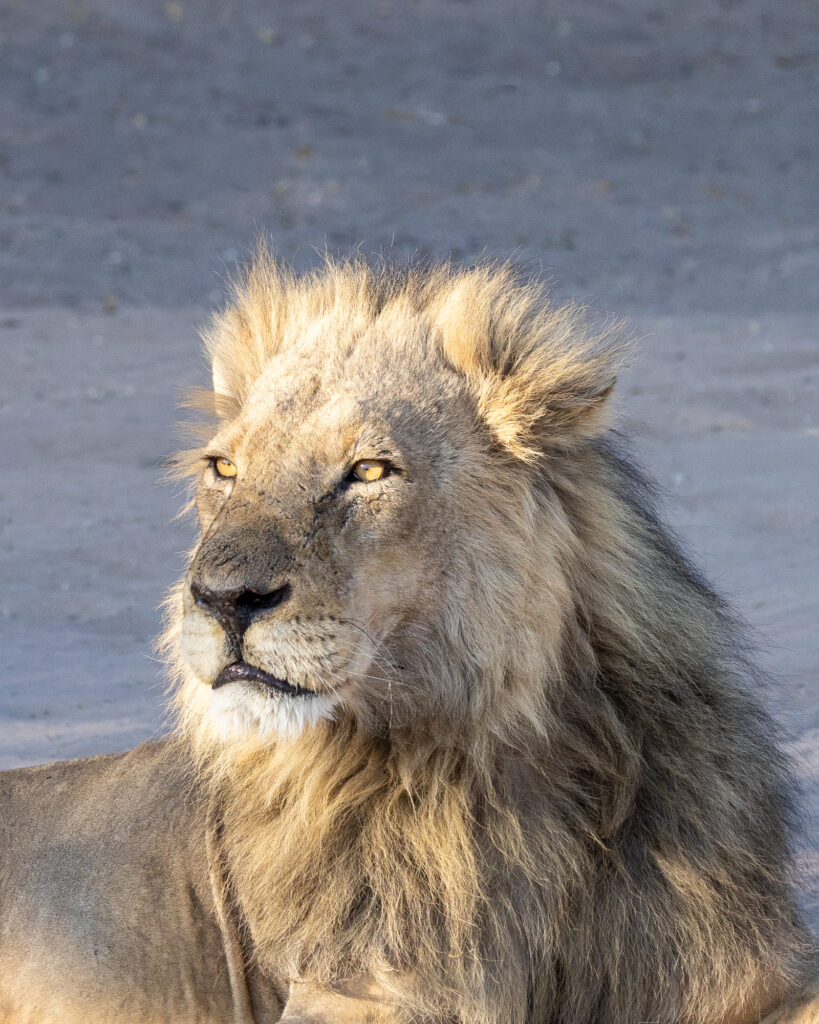 <p>Male Lion – 2024<br />
<span style="font-size: 20px;"><strong>Botswana, Africa</strong></span></p>
