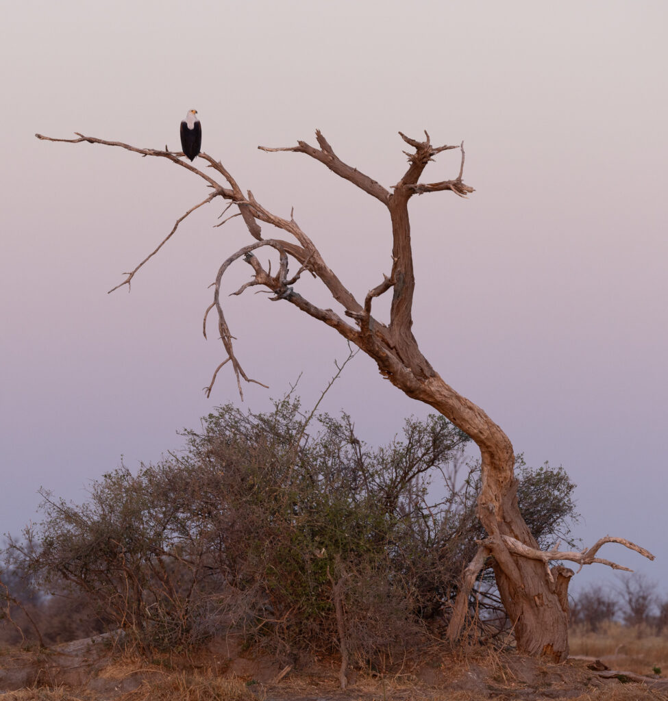 <p>African Fish Eagle – 2024<br />
<span style="font-size: 20px;"><strong>Botswana, Africa</strong></span></p>
